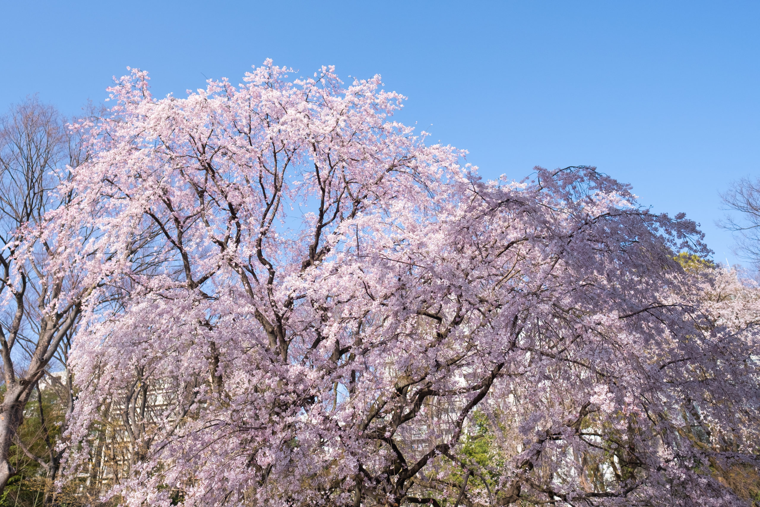 一本の存在感がすごい 六義園のしだれ桜 よりみち生活 一本の存在感がすごい 六義園のしだれ桜 よりみち生活