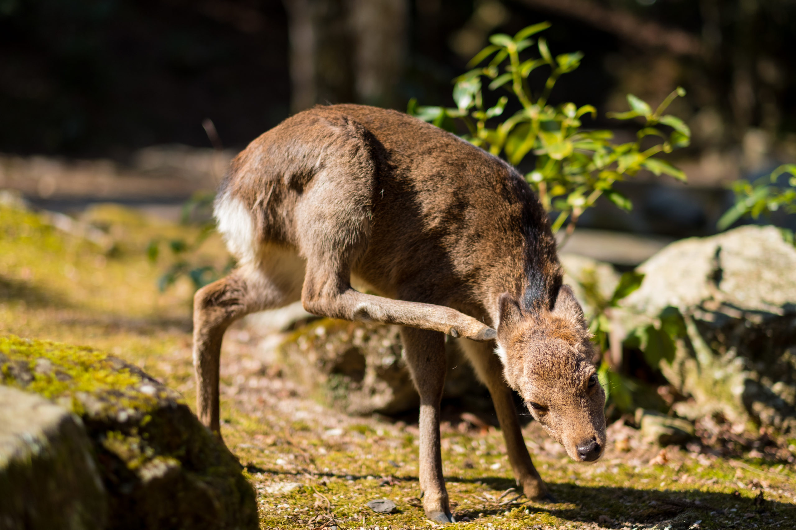 奈良公園と宮島の鹿の違い よりみち生活